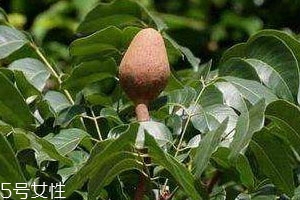 向天果苦是什么原因,向天果的危害