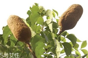 向天果什么时候吃最好,向天果一次吃多少