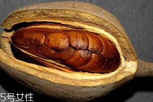 向天果的用量多少合适,向天果吃法和用量