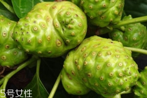 海巴戟的功效,海巴戟的作用和功效