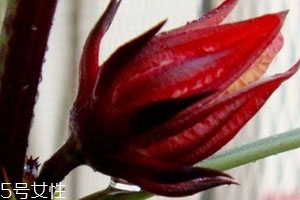 红桃k果多少钱一斤,红桃k价格是多少钱一斤