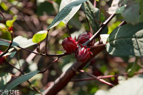 红桃k果有什么功效,红桃k鲜果的作用及功效 红桃k果有什么功效,红桃k鲜果的作用及功效