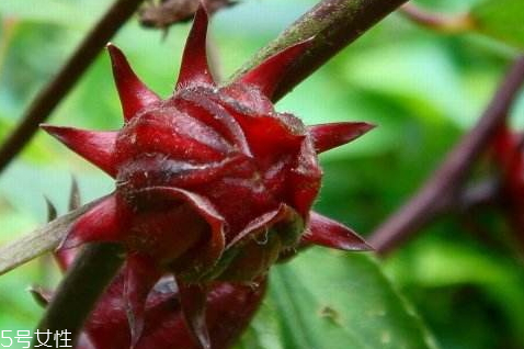 红桃k种植方法和时间和地域,红桃k什么种植 红桃k种植方法和时间和地域,红桃k什么种植