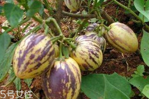 香瓜茄怎么吃要削皮吗,香瓜茄怎么吃