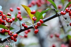 救军粮又叫什么,什么叫救济粮