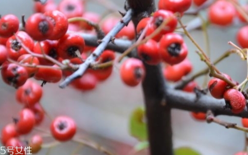 救兵粮的功效和作用,救命粮有什么功效