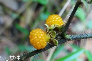 黄刺玫果实的功效,黄刺梅果实的功效和作用