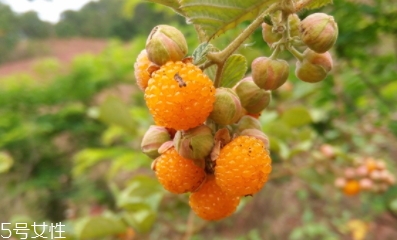 黄刺果功效和作用,黄刺玫果实的功效