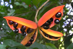 凤眼果多少钱一斤广东,凤眼果树苗多少钱一株 凤眼果多少钱一斤广东,凤眼果树苗多少钱一株