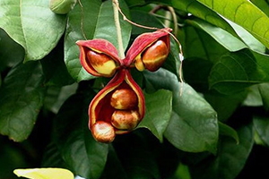 凤眼果上市时间,凤眼果是什么 凤眼果上市时间,凤眼果是什么