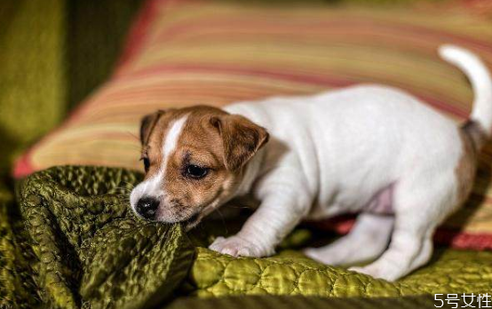 给狗洗澡能去掉狗跳蚤吗(狗狗洗澡能把跳蚤洗掉吗) 给狗洗澡能去掉狗跳蚤吗(狗狗洗澡能把跳蚤洗掉吗)