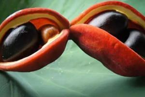 凤眼果是什么样子,凤眼是什么水果 凤眼果是什么样子,凤眼是什么水果