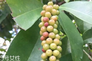 五月茶和五味子是一样的吗,五味子茶的味道 五月茶和五味子是一样的吗,五味子茶的味道