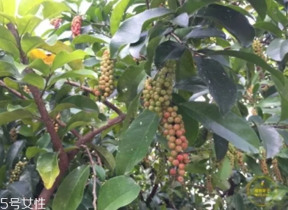 五月茶的作用,六月霜茶的功效和作用