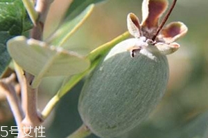 费约果的营养价值,费约果的功效和作用 费约果的营养价值,费约果的功效和作用