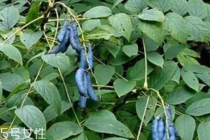 猫屎瓜的籽能吃吗,猫屎瓜怎么吃