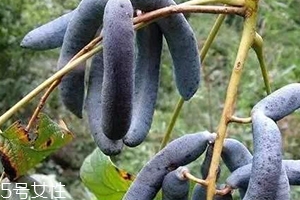 猫屎瓜能吃吗,猫屎瓜怎么吃 猫屎瓜能吃吗,猫屎瓜怎么吃