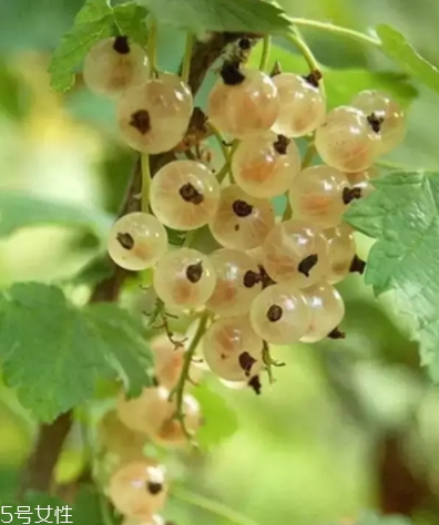 醋栗怎么吃,醋栗能吃吗 醋栗怎么吃,醋栗能吃吗