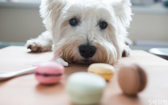 狗狗巧克力中毒症状(狗狗巧克力中毒的症状)