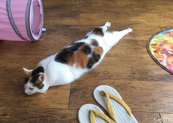 猫咪对人的信任等级(猫咪对人的信任等级)