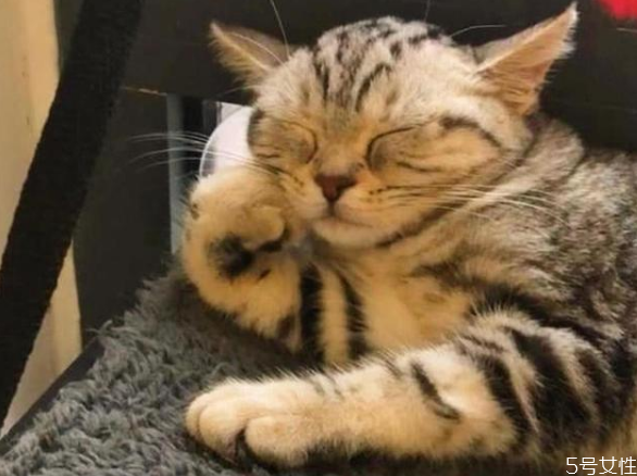 猫咪睡床上注意事项(猫在人的床上睡觉要注意些什么)