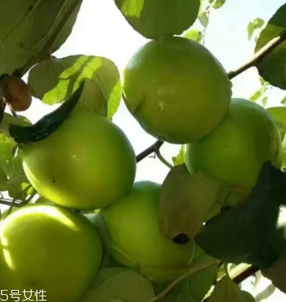 毛叶枣的功效和作用,毛叶枣图片