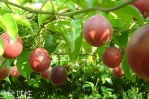 西番莲跟百香果是一样吗,西番莲和百香果的区别图片 西番莲跟百香果是一样吗,西番莲和百香果的区别图片