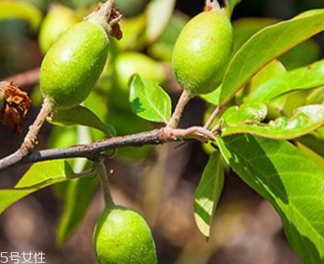 多依果的功效和作用,多依果药用价值