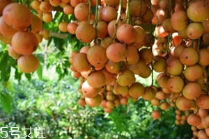 木奶果能吃吗,木奶果好吃吗