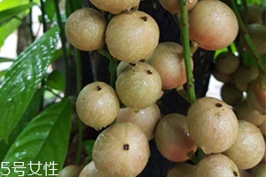 木奶果好吃吗,木奶果能吃吗