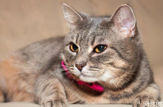 猫砂也要改造(猫砂要换吗) 猫砂也要改造(猫砂要换吗)