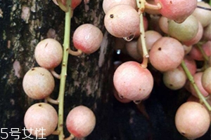 木奶果的价值,木奶果功效作用