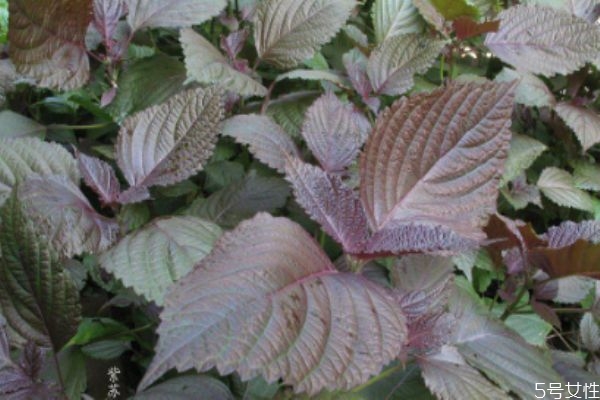 紫苏叶哪里能买到,紫苏叶哪里有卖