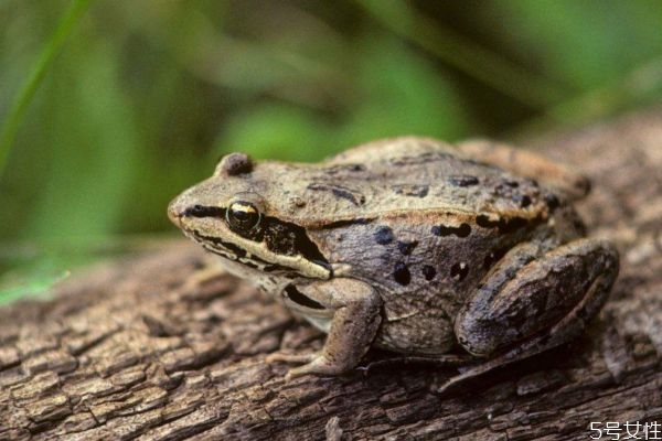 雪蛤怎么泡发呢(雪蛤怎样泡发)