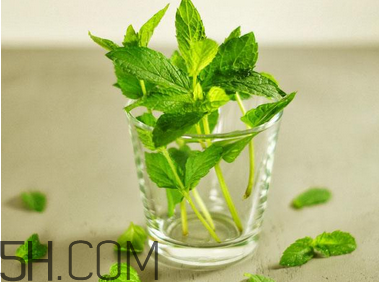薄荷的其它功效(薄荷有哪些功效)