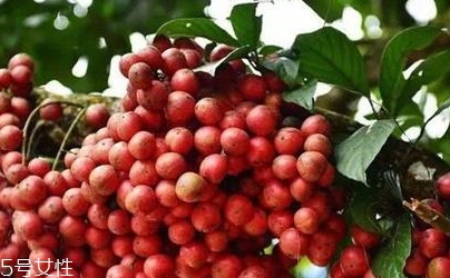 木奶果的作用,木奶果的作用和功效 木奶果的作用,木奶果的作用和功效