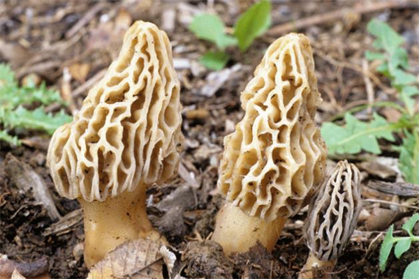 羊肚菌可以天天吃吗?,羊肚菌能天天吃吗