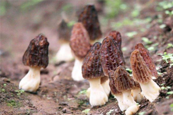 羊肚菌配什么煲汤好?,羊肚菌可以煲汤吗