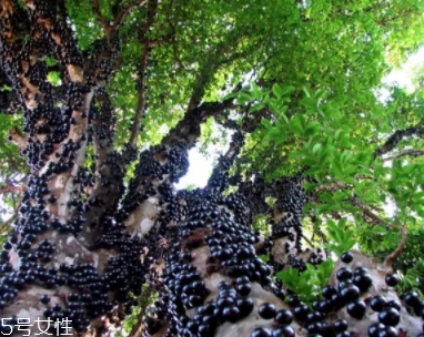 木葡萄是什么样的,木葡萄是什么水果