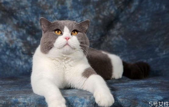 可以让猫咪和人一起睡觉吗(猫咪能不能和人一起睡觉)