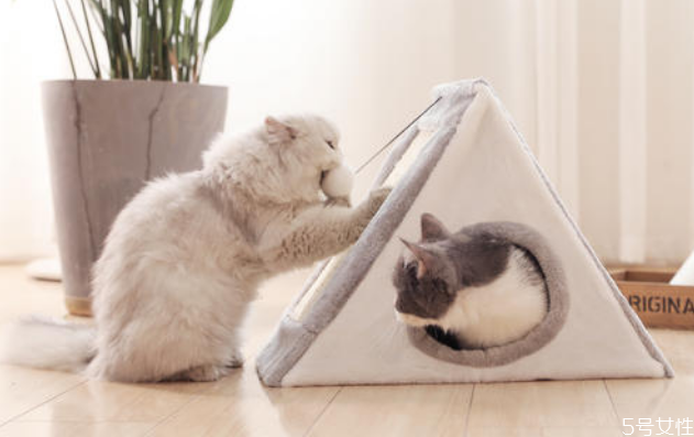 一只猫需要猫爬架吗(一只猫需要猫爬架吗)