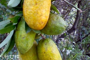 牛卵坨怎么吃,牛卵坨禁忌