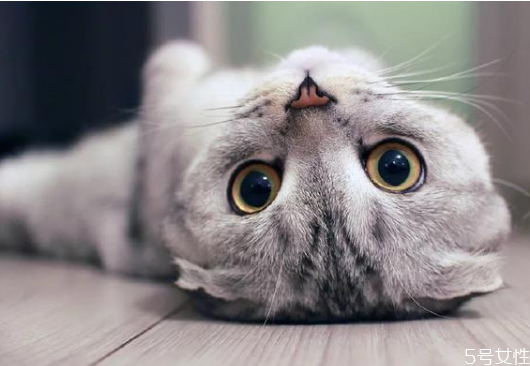 粉红色碧柔防晒霜价格是多少(碧柔防晒霜多少钱)