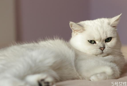 怎样喂养小猫(怎样喂养小猫咪)