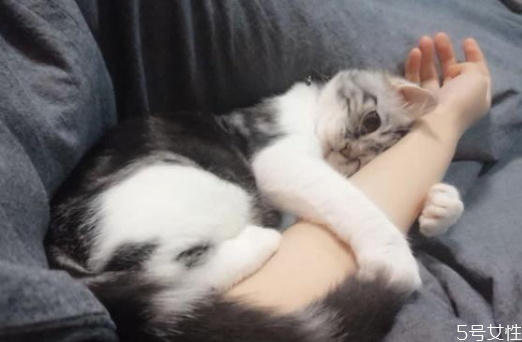 公猫和母猫的发情区别(公猫 母猫 区别) 公猫和母猫的发情区别(公猫 母猫 区别)