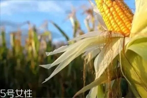 玉米须怎么喝效果好,玉米须加什么喝最好 玉米须怎么喝效果好,玉米须加什么喝最好