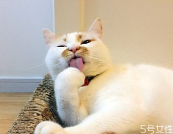 母猫绝育注意事项(母猫绝育注意事项)