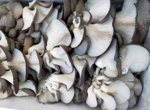 平菇发黄能吃吗,平菇变黄能吃吗 平菇发黄能吃吗,平菇变黄能吃吗