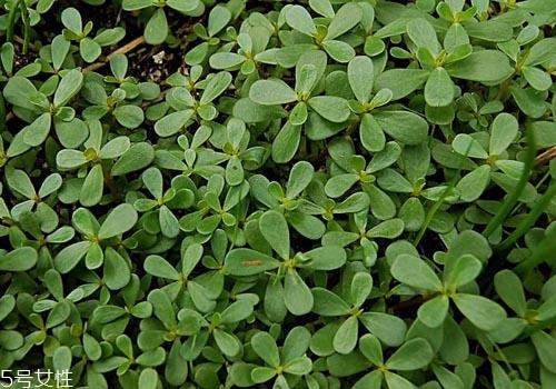 马齿苋的功效和作用,马齿苋的营养价值和功效