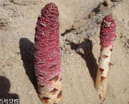 锁阳可以长期泡水喝吗?,长期喝锁阳水对身体好不好